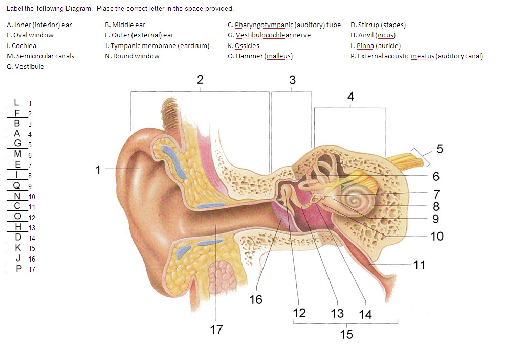 Ear Diagram Unlabeled - Wiring Diagram
