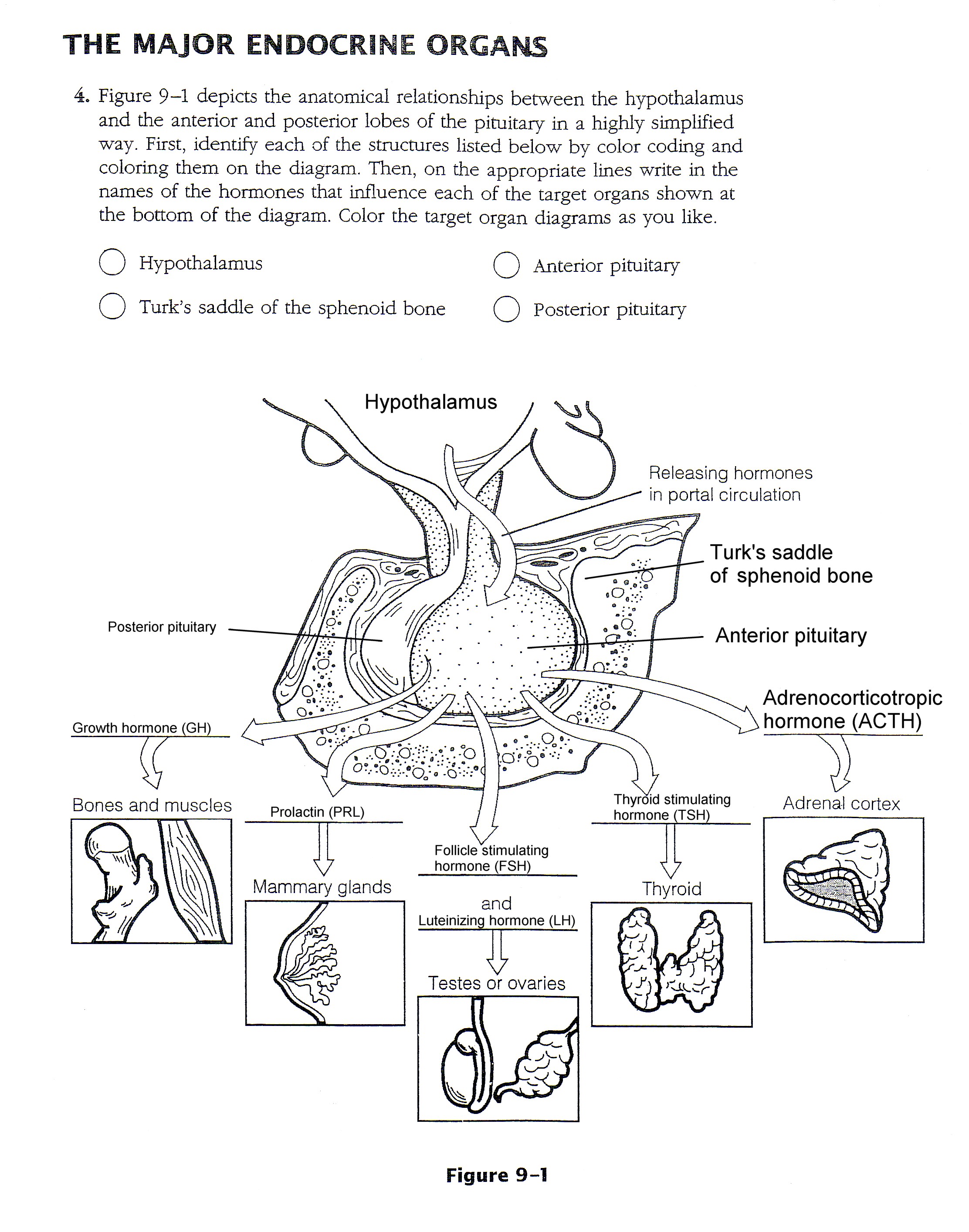 endocrine-system-worksheet-answers-first-wiring